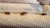 Bed Bugs on Airplanes?! Yikes!